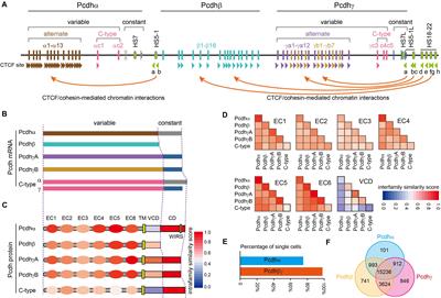 Clustered Protocadherins Emerge as Novel Susceptibility Loci for Mental Disorders